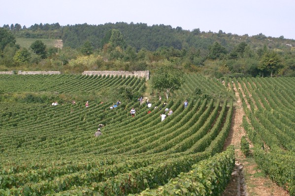 Bientôt des vignes plantées à 5 000 pieds/ha et irriguées à Meursault ?