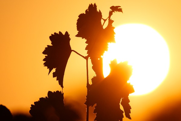 Les cépages étrangers ne mettront pas les vignes à l’abri du gel ou de la sécheresse