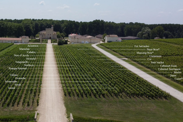 5 œnologues pour concevoir le vin de Bordeaux millésime 2050