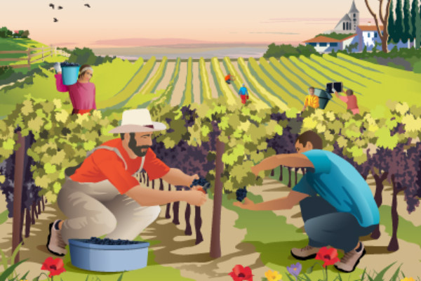 Une randonnée pour expliquer les vignobles durables au grand public