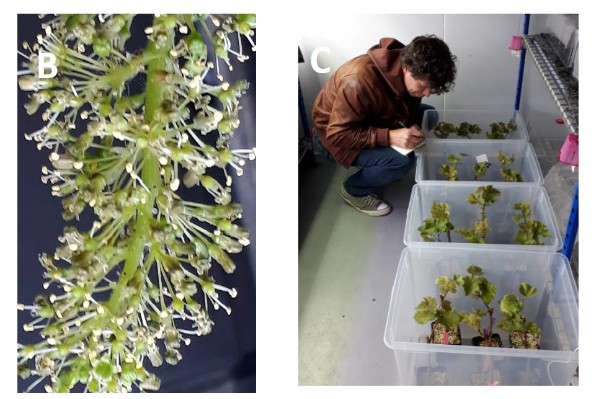 Une solution à bas coût contre la coulure de la vigne