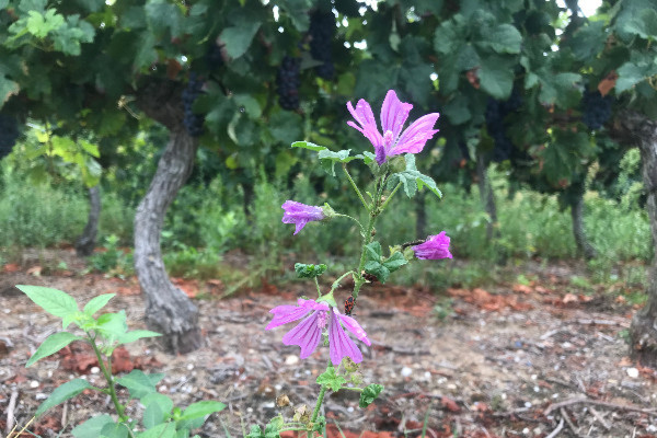 Répit dans le fléchage durable des aides pour l’agriculture européenne, et la viticulture française
