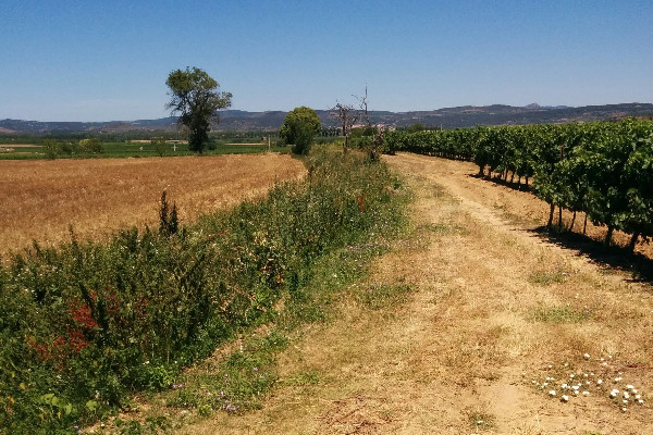 Autour des vignes, des fossés à ne pas laisser de côté