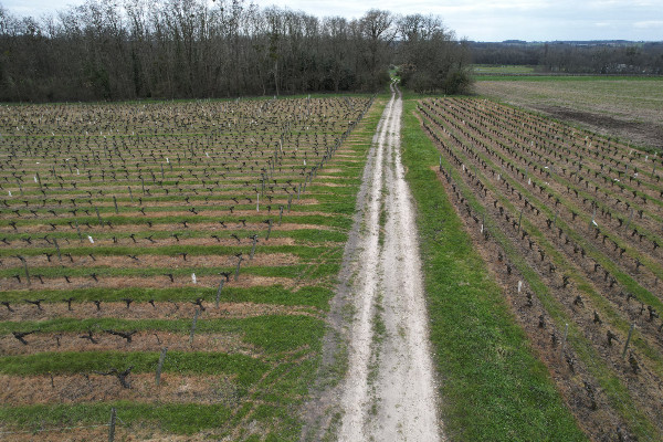 Combien d'hectares de vignes sacrifiées sur l'autel d'un nouveau réglement européen ?