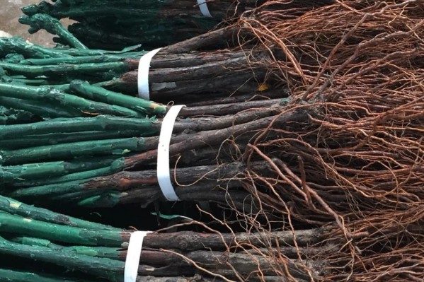 Cinq nouvelles variétés de vigne anti mildiou et oïdium