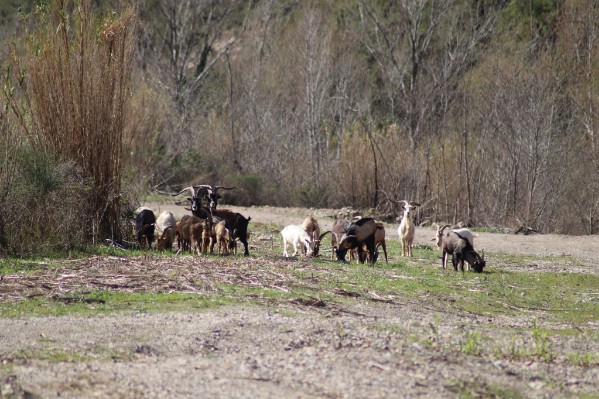 Une 'horde de boucs et de chèvres' vandalise des vignes