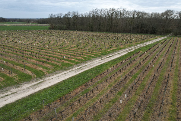 Première alerte gel sur les vignes