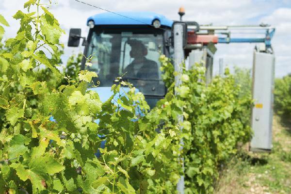 Le casse-tête des programmes phyto sans CMR pour traiter les vignes contre le mildiou