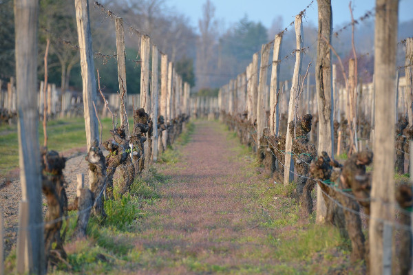 Generali rachète Croque-Michotte, grand cru déclassé