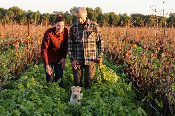Du radis chinois pour étancher la soif de la vigne
