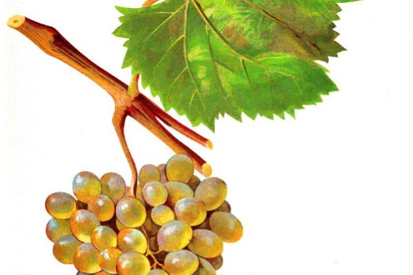 Un nouveau cépage difficile à prononcer mais prometteur à planter en France