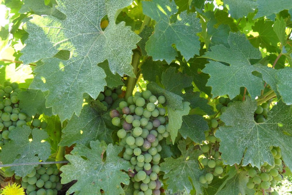 Invelop White Protect qui permet de lutter contre l’échaudage utilisable en bio