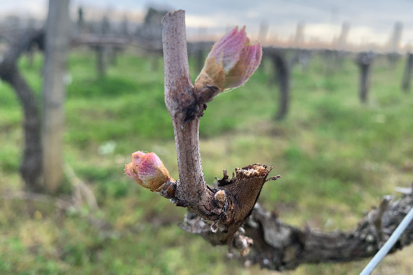 Le risque de gel pointe avec les premières feuilles de vigne