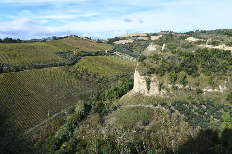 En Italie, dans les Marches, des vignerons fans de leur syndicat