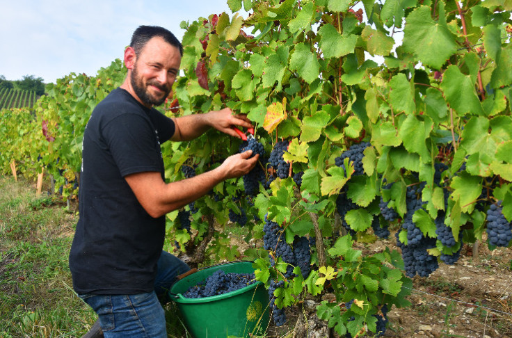 Nearly 10% of Champagne vineyards are organic