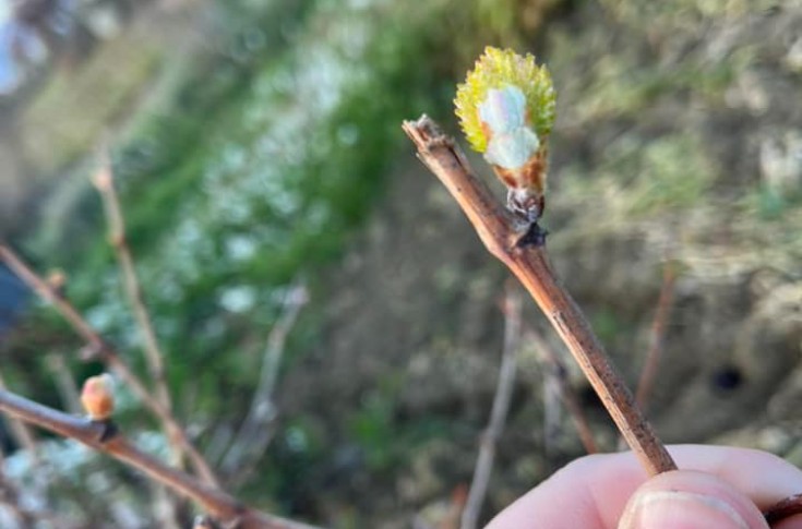 Premiers débourrements de vignes et... premières craintes de gel
