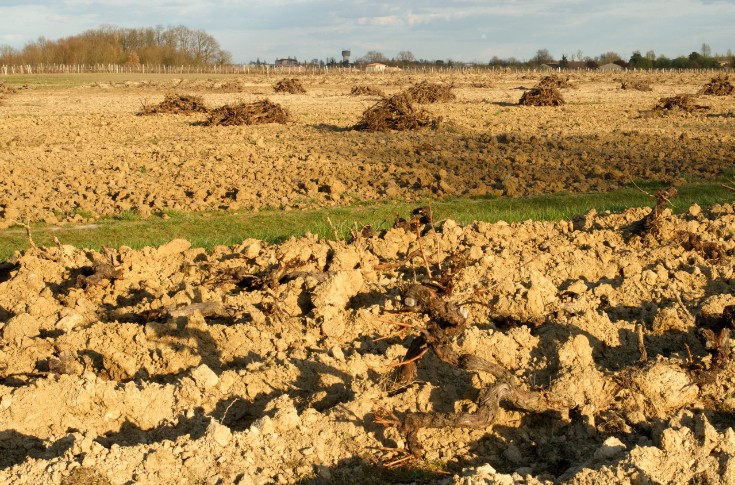 La pyrogazéification pour recycler les souches de vignes ?
