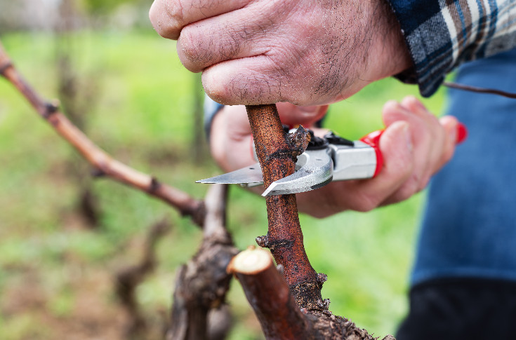 Le fonds d’urgence viticole s’ouvre aux vignobles en sauvegarde/redressement ou détenus à 5 % par leur exploitant