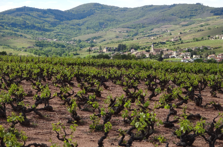 +10 €/hl, l'inflation de la main d'œuvre pèse sur les résultats des vins du Beaujolais
