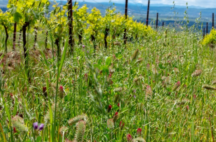 Appel au bon sens vigneron face aux influenceurs prônant le tout couvert végétal