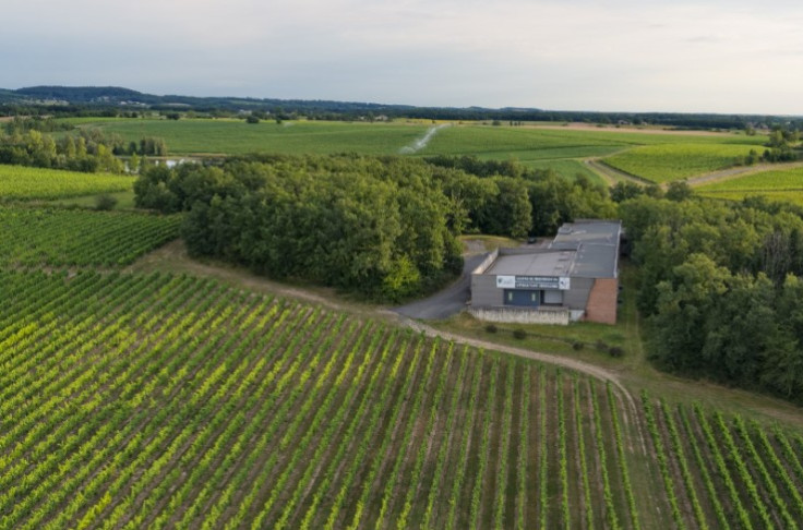 Irrigating and spraying vines with water from the winery Irrigating and spraying vines with water from the winery