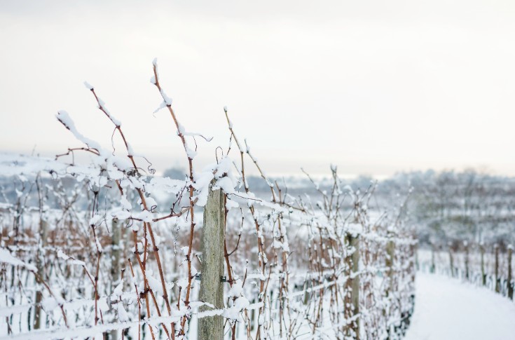 Une doudoune veut protéger la vigne du gel