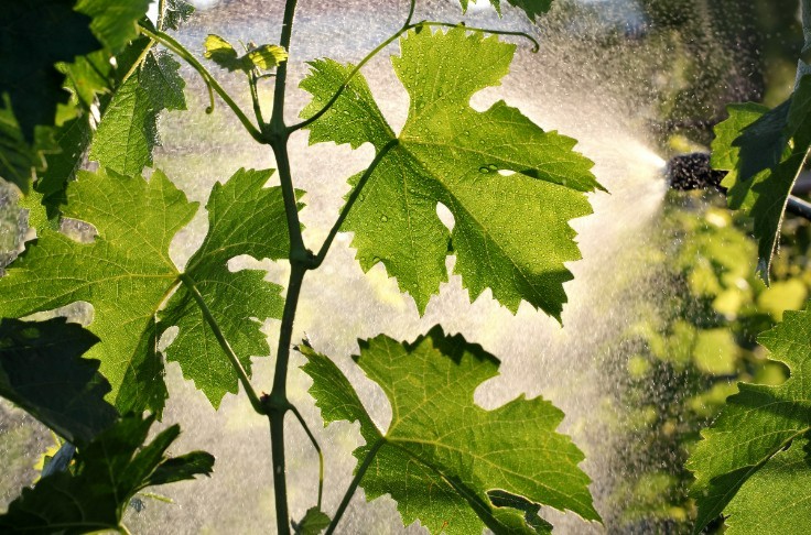 Plan mildiou recherche viticulteurs volontaires à Bordeaux