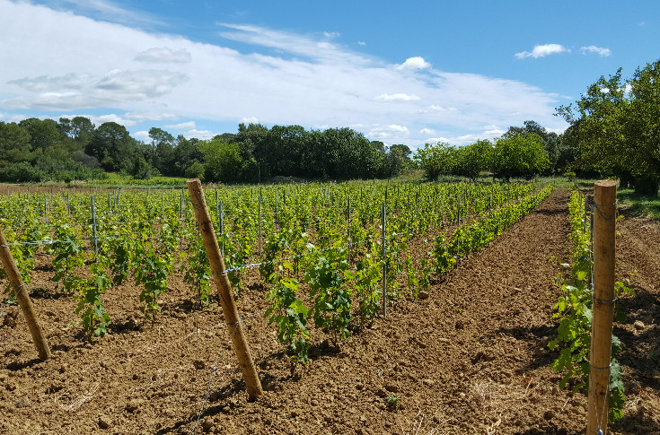 Toujours plus de vignerons testent les cépages Bouquet dans les vignes du Languedoc