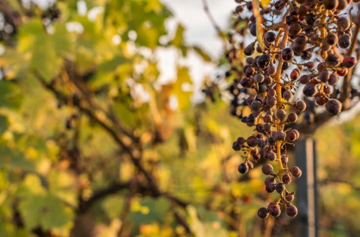 90% des vignobles du sud de l’Europe ne seront plus rentables d’ici la fin du siècle