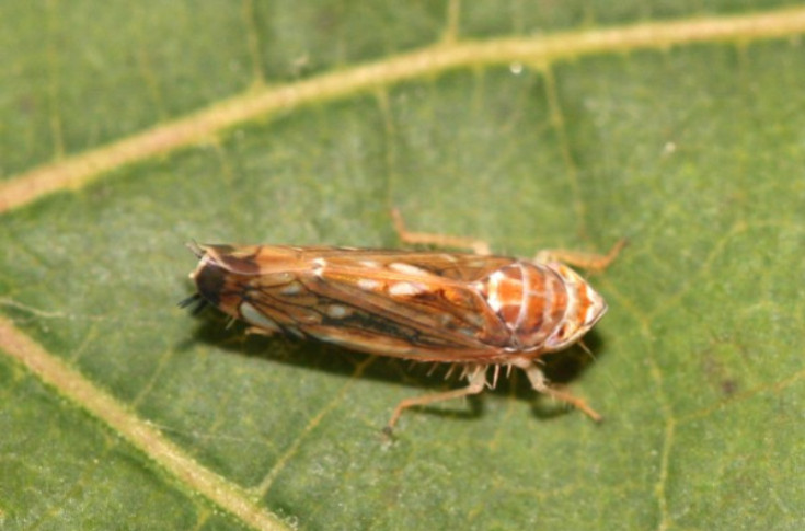 De Sangosse lance un adjuvant qui associé au Pyrévert en améliore l’efficacité