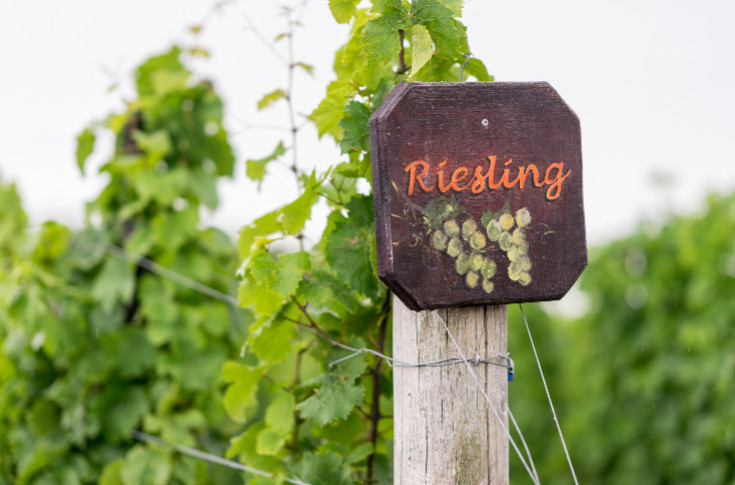 Les opposants aux vins de riesling exclusivement secs ne désarment pas