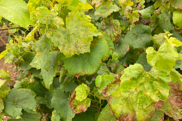 4 enjeux de la protection du vignoble pour 2024