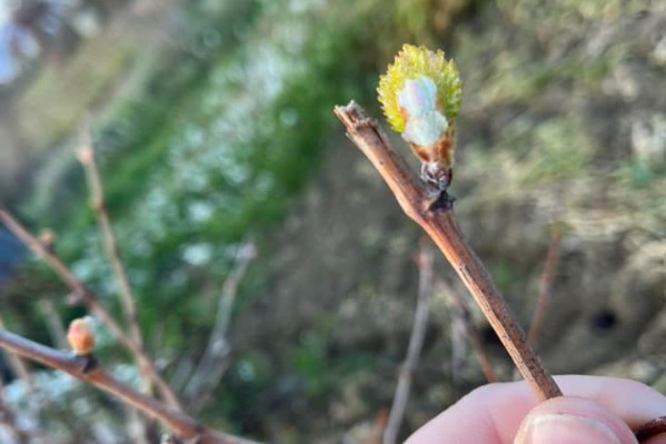 Premiers débourrements de vignes et... premières craintes de gel