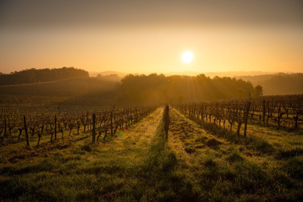 Les 90 millions € d’aides à la bio ouverts aux vignobles privés de fonds d’urgence