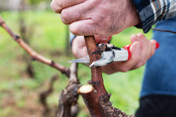 Le fonds d’urgence viticole s’ouvre aux vignobles en sauvegarde/redressement ou détenus à 5 % par leur exploitant