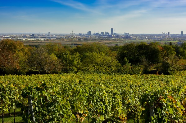 'Comme les forêts, les vignobles sont de vrais puits de carbone'