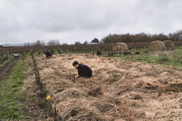 Ce vignoble lance un grand projet paysager pour résister à la ville de Nantes