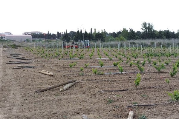 'Les vignerons du Languedoc doivent oublier le sauvignon !'