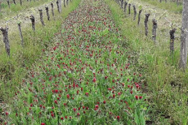 Phytoextraction du cuivre dans les sols de vigne, pas de miracle