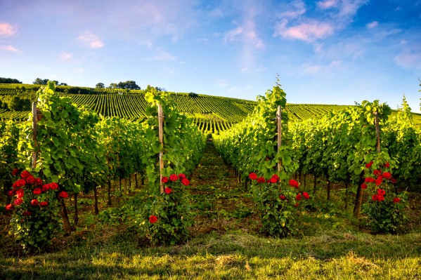 Le vignoble français subit-il vraiment une surtransposition des normes européennes ?