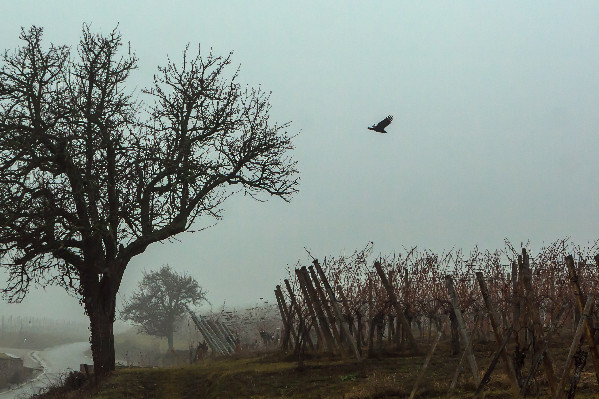 Un corbeau prédit 'dépôts de bilan' et 'suicides' dans les vignes de Cognac