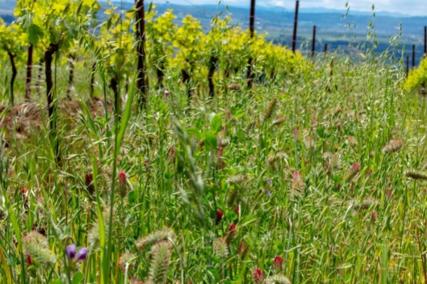 Appel au bon sens vigneron face aux influenceurs prônant le tout couvert végétal