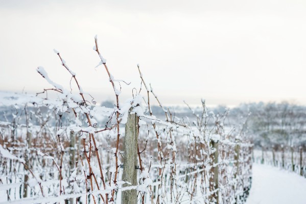 Une doudoune veut protéger la vigne du gel