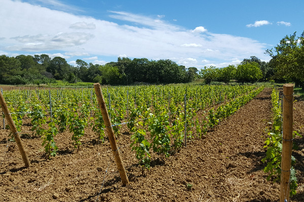 Toujours plus de vignerons testent les cépages Bouquet dans les vignes du Languedoc