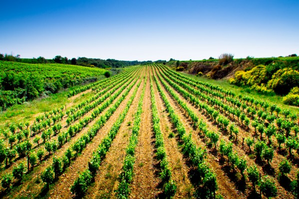 Les conseils de Frayssinet pour les vendanges de l’année