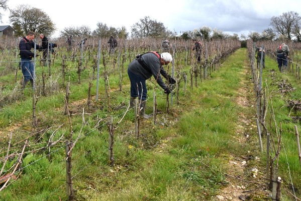 La solidarité vigneronne fait des miracles de taille