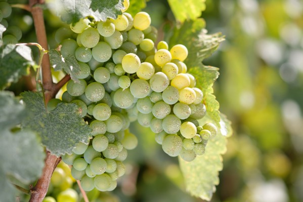 Ni cuivre, ni soufre, ni intrants de synthèse sur 12 hectares