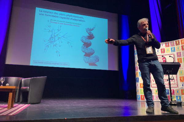 Quand le nombre d’or explique les ceps de vigne tordus