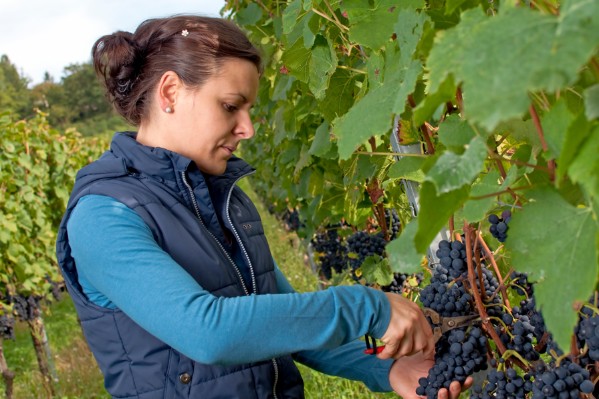 Les consommateurs prêts à payer le même prix pour un vin produit par une femme ou un homme
