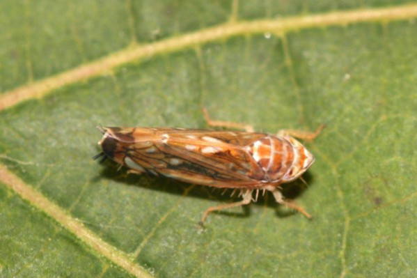 De Sangosse lance un adjuvant qui associé au Pyrévert en améliore l’efficacité